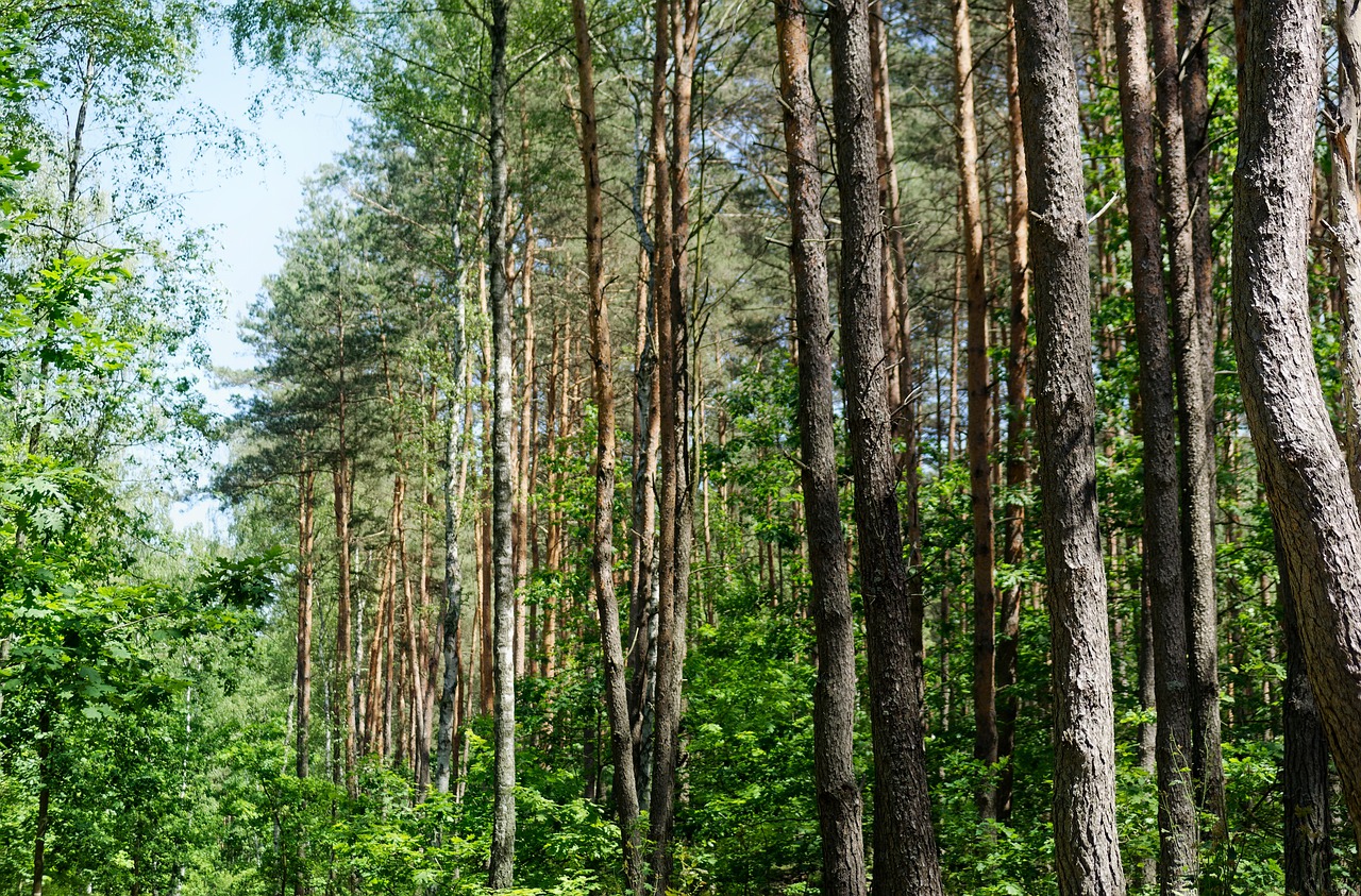 trees  top  forest free photo