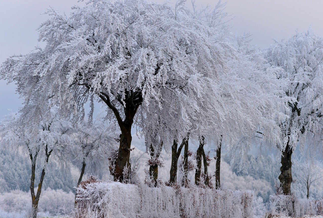 trees  winter  frozen free photo