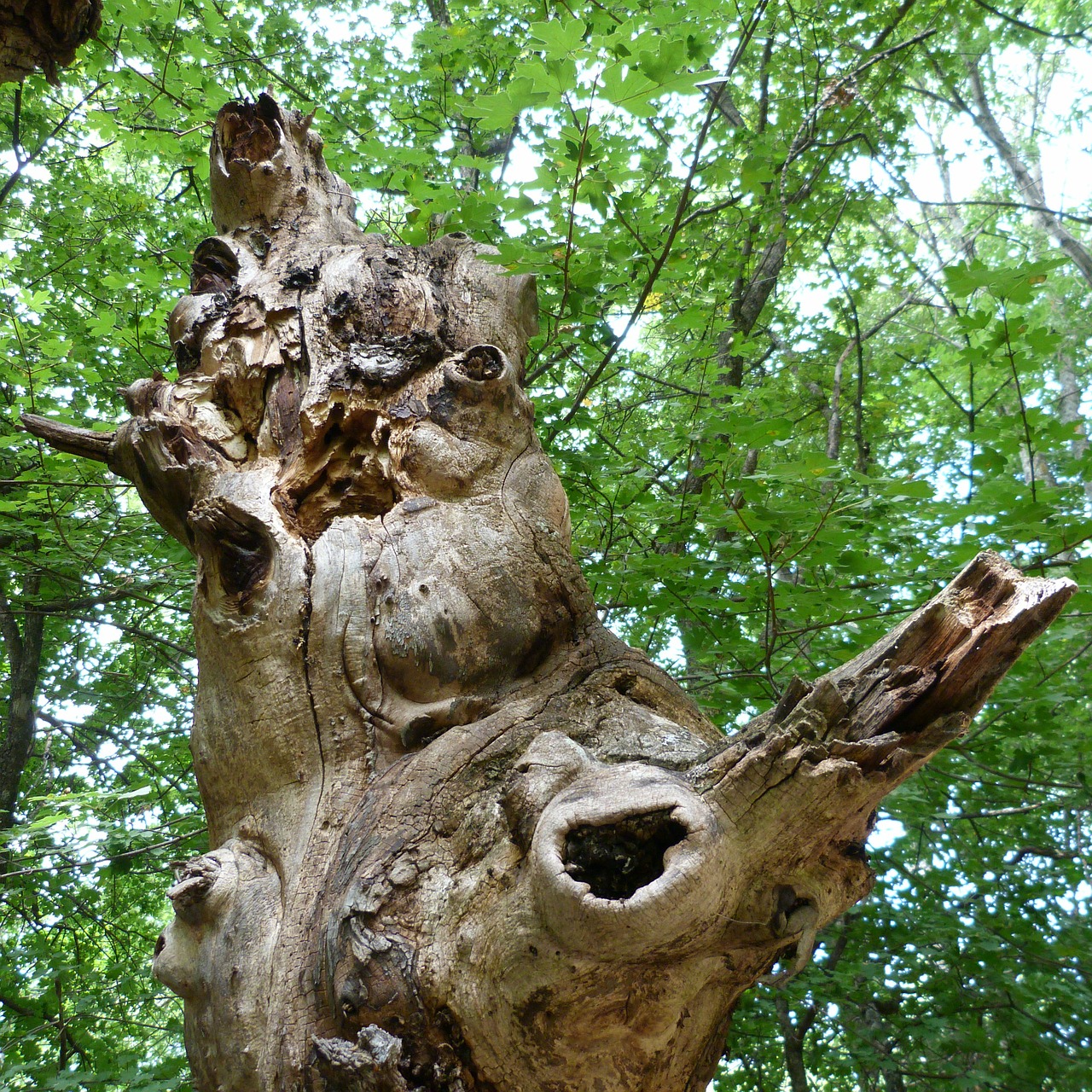 trees nature old free photo