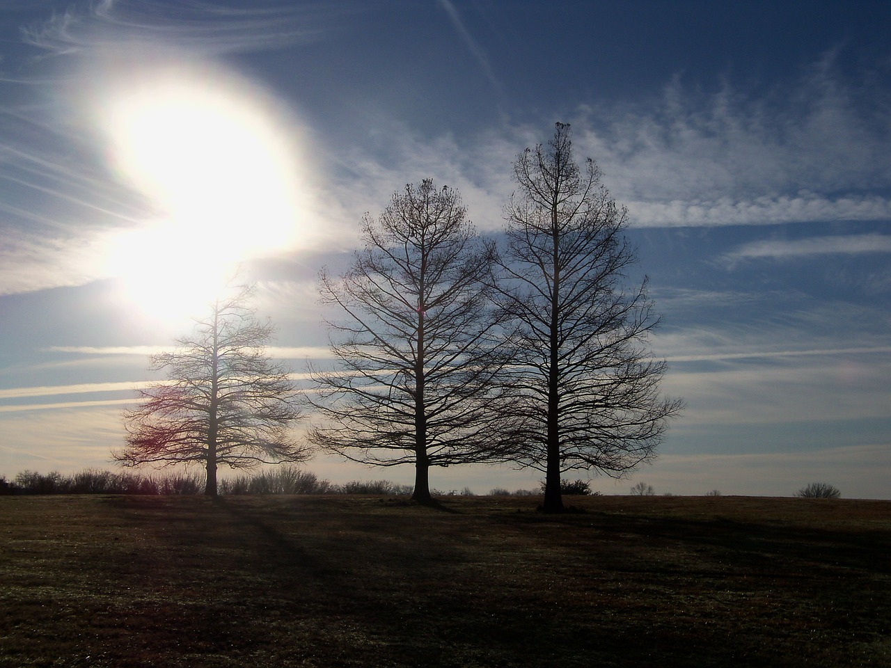 trees branches sky free photo