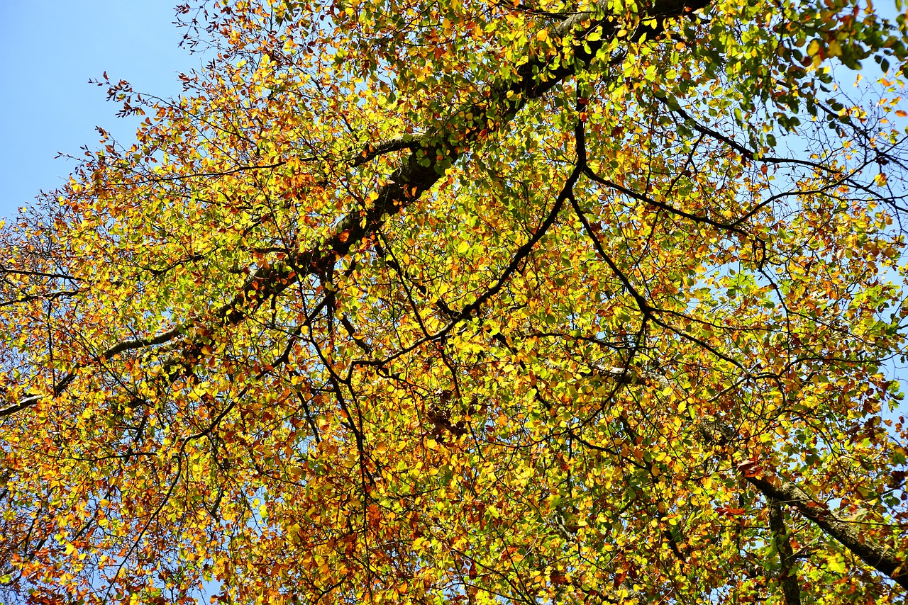 trees  fall colors  fur free photo