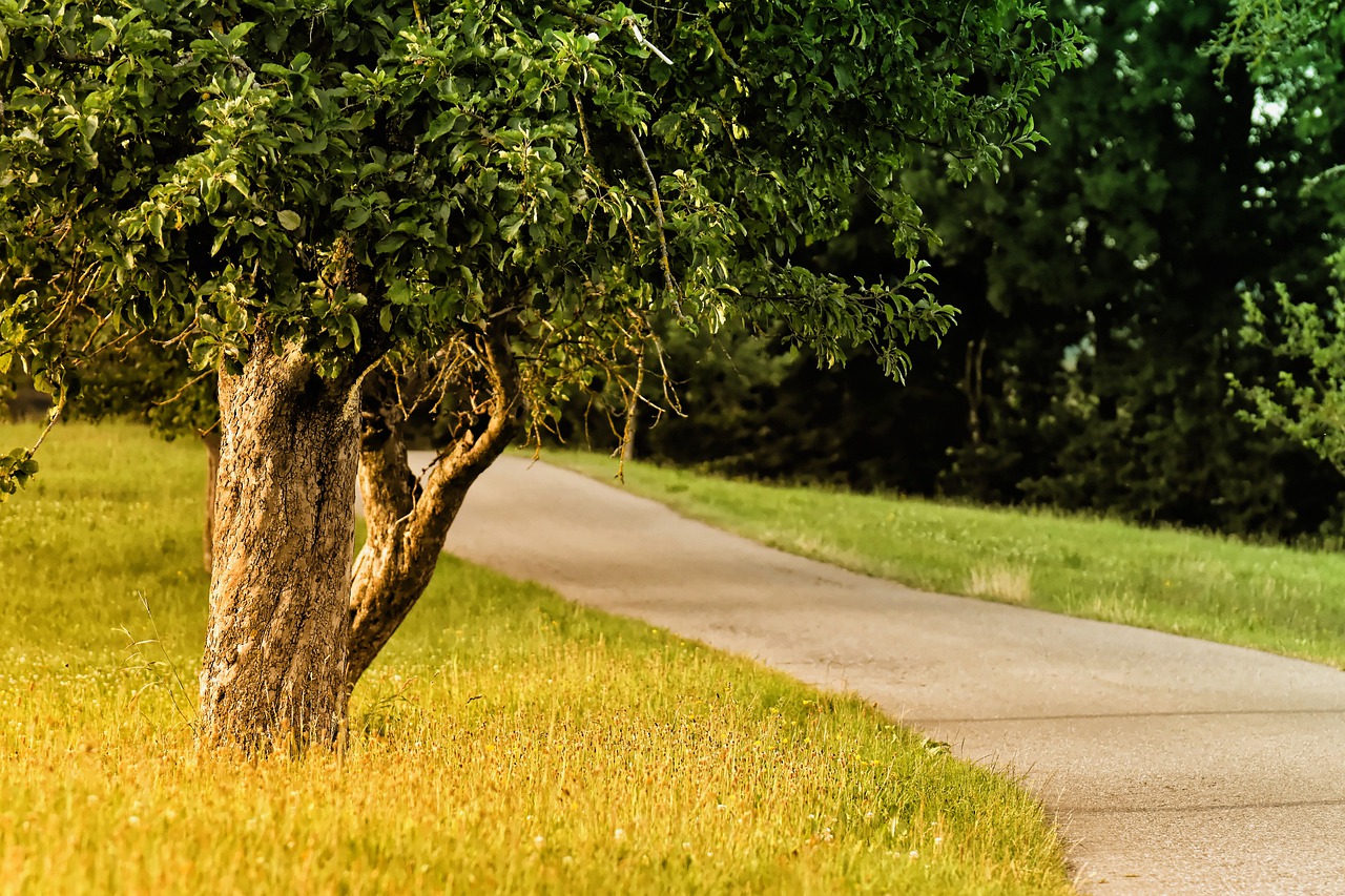 trees  nature  idyllic free photo