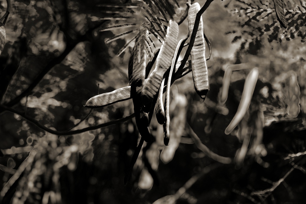 trees  nature  forest free photo