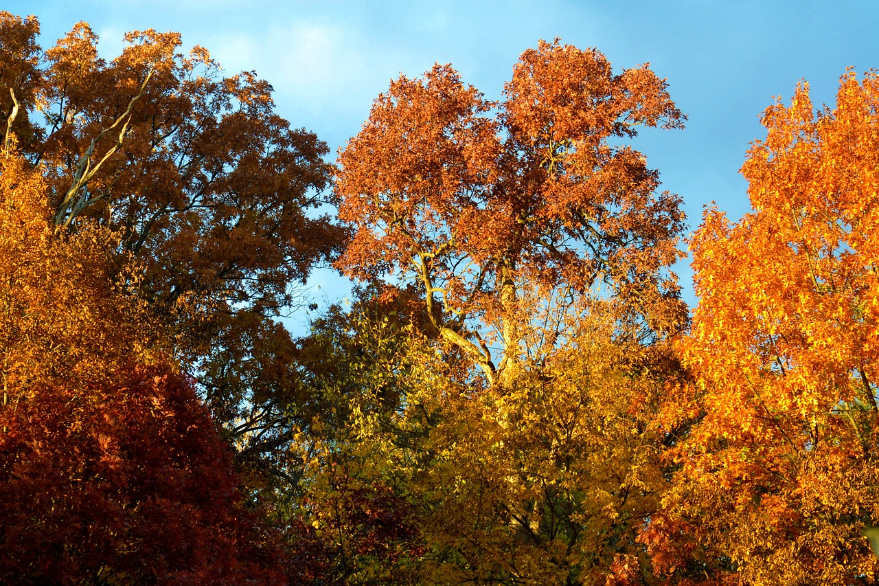 trees fall foil free photo