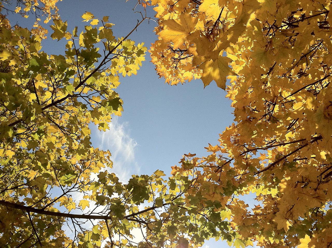 trees forest clearing free photo