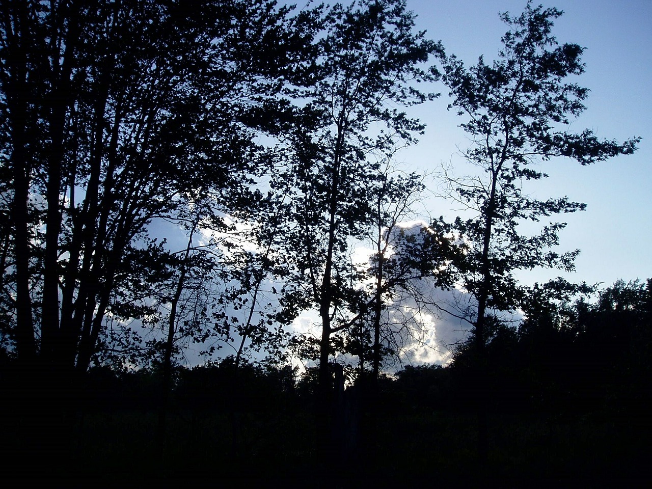 trees sunrise sunset free photo