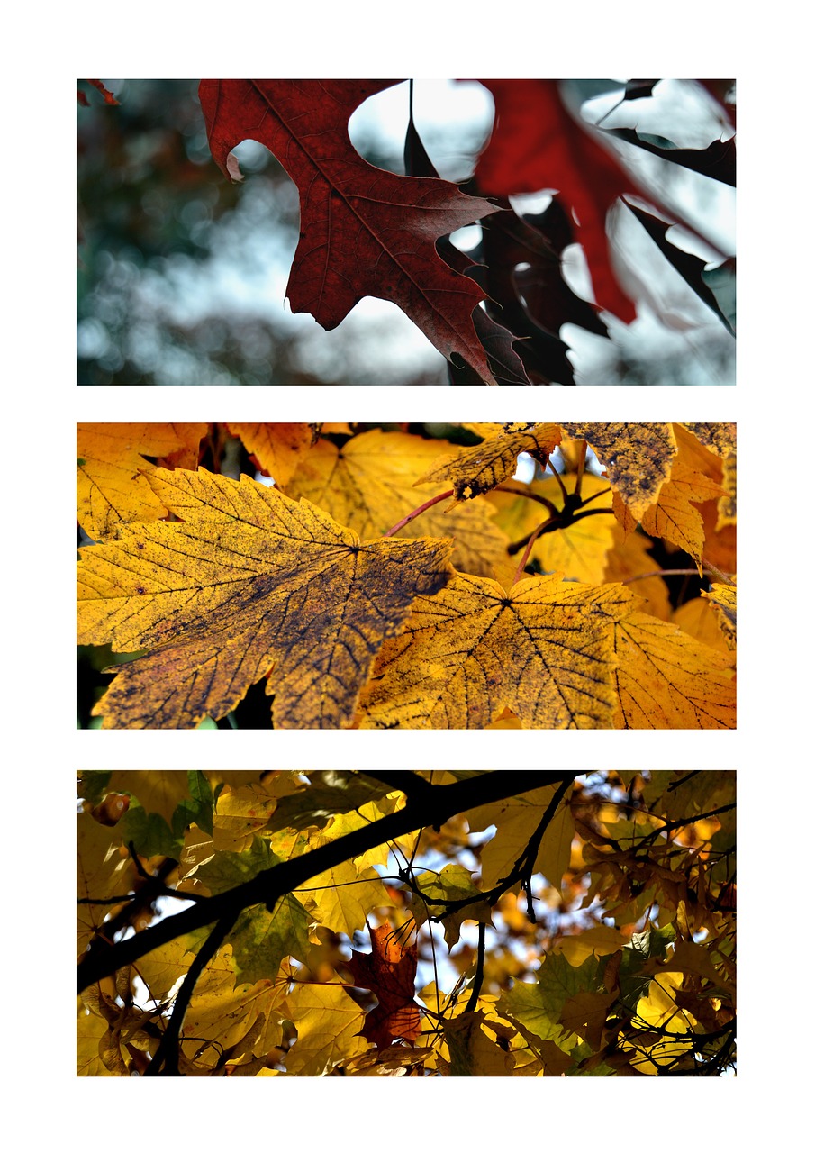 trees foliage autumn free photo