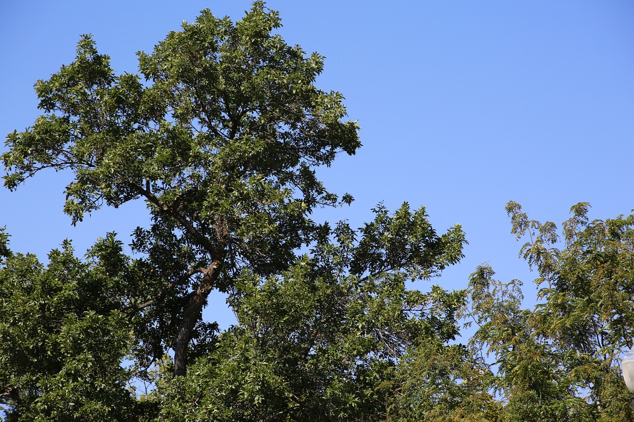 trees green nature free photo