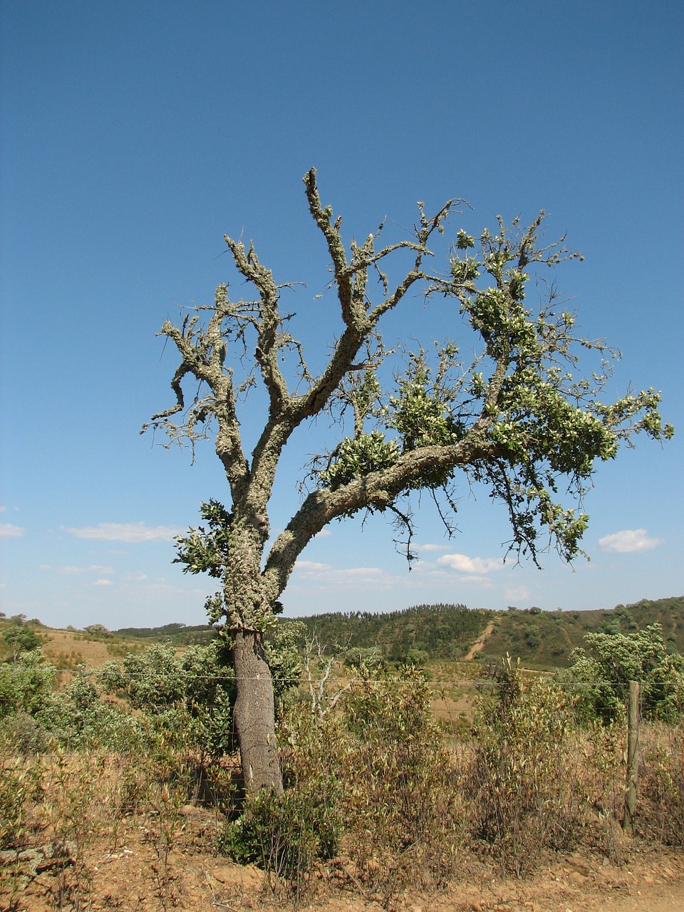 trees nature portugal free photo