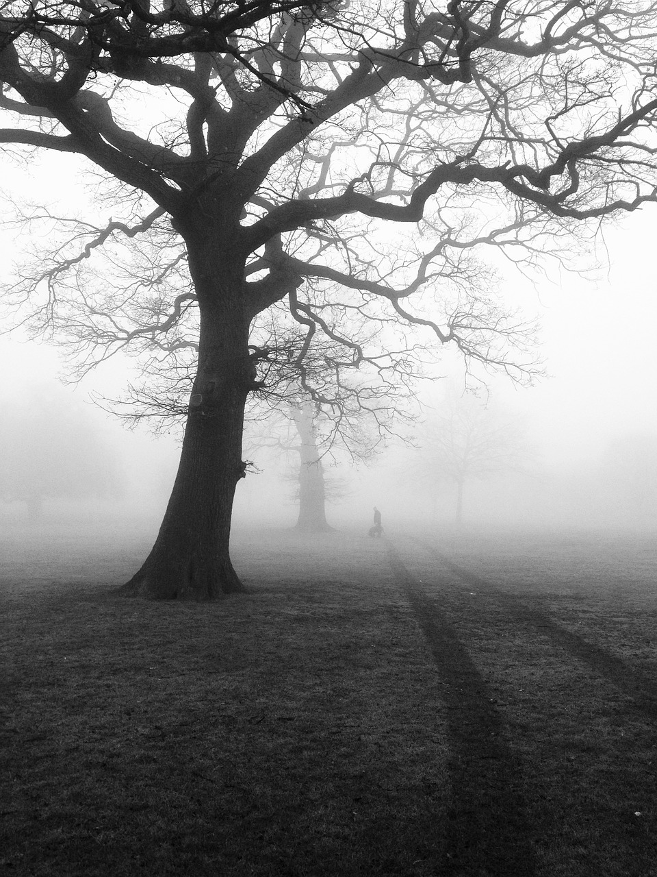trees mist fog free photo