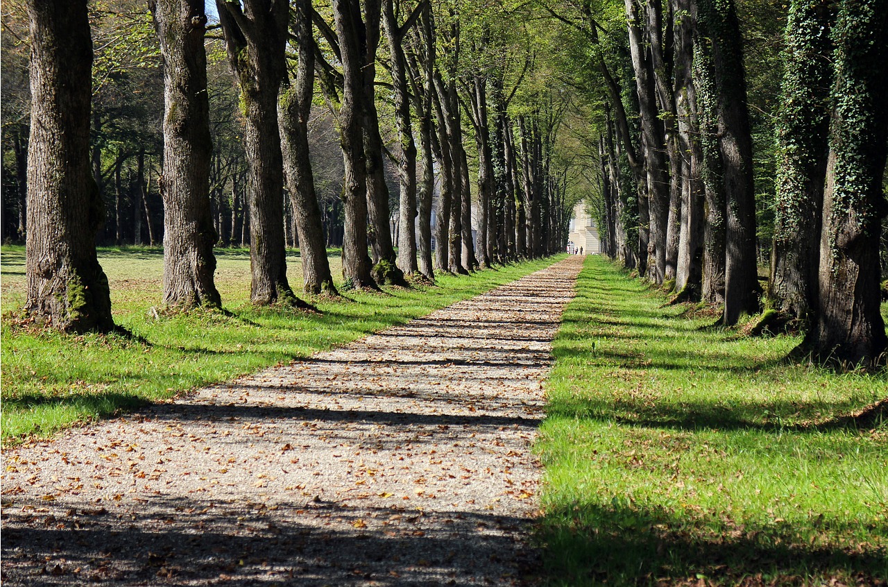 trees avenue away free photo