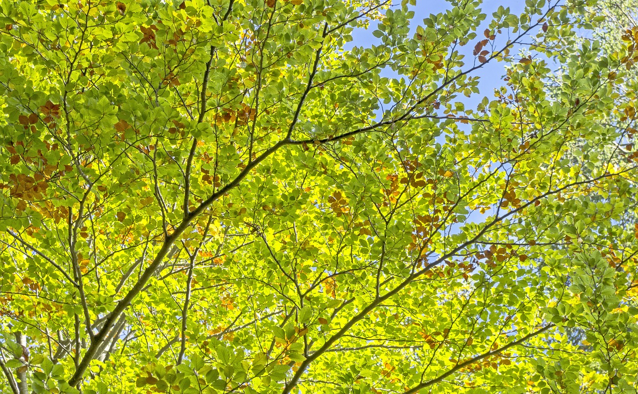 trees leaves green free photo