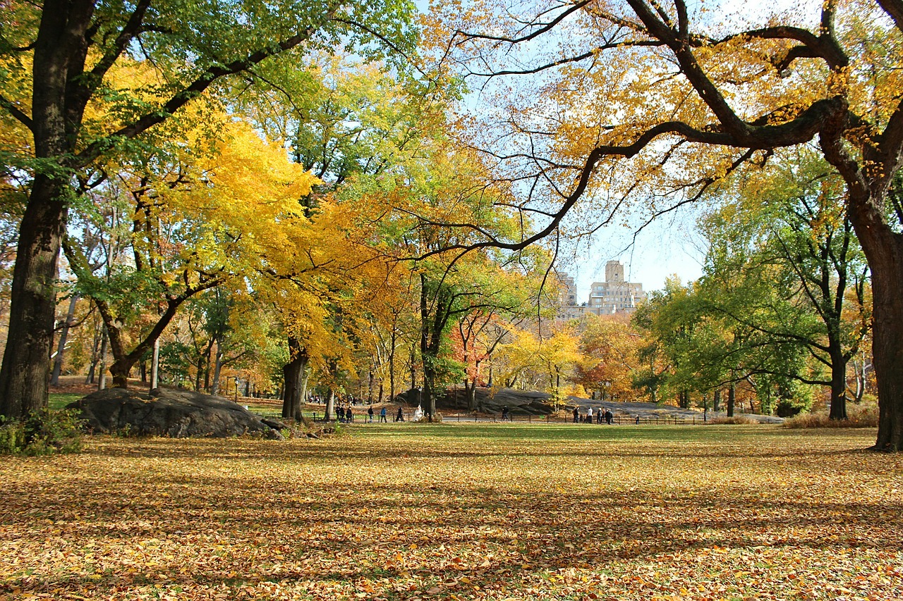 trees central park manhattan free photo