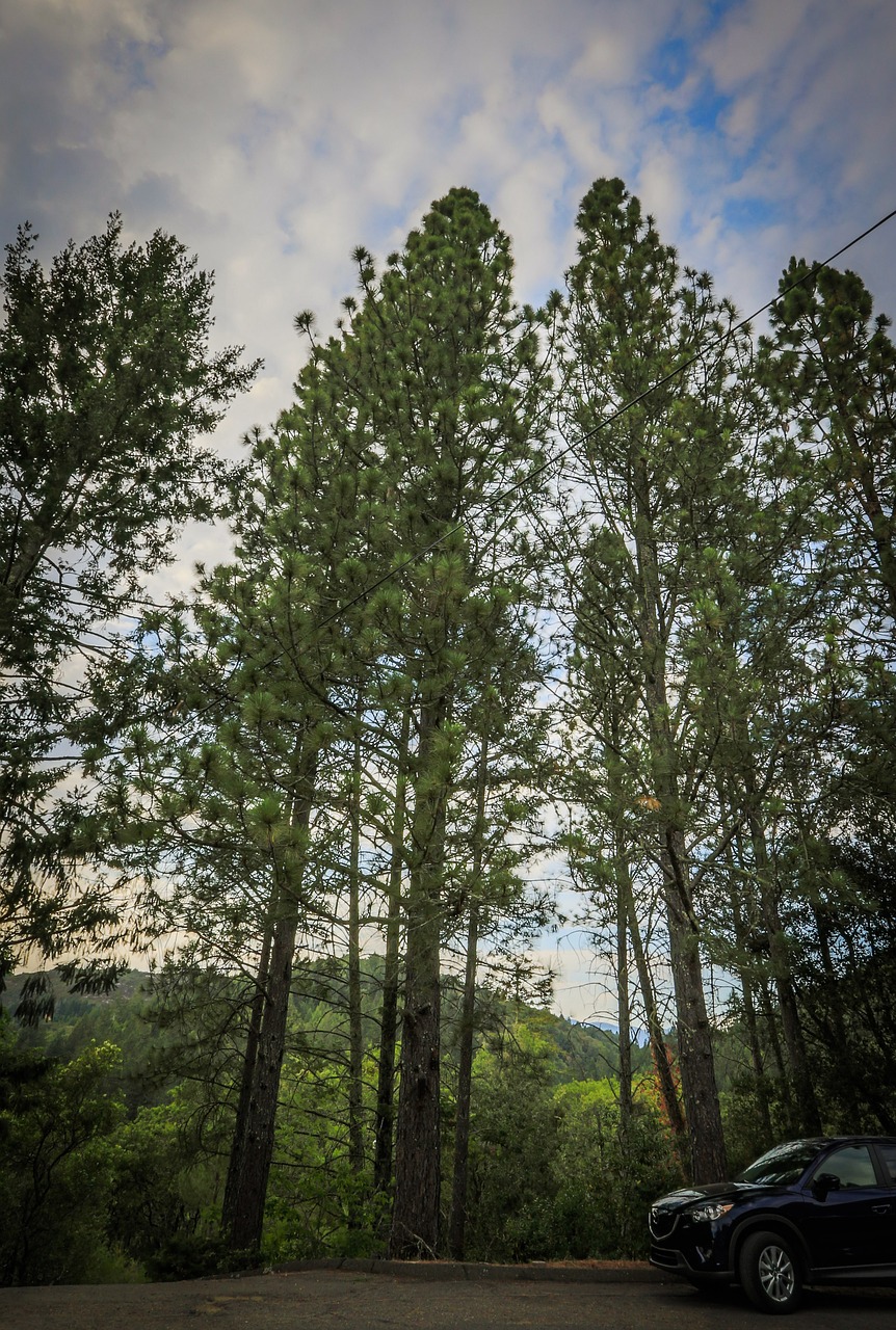 trees sky clouds free photo