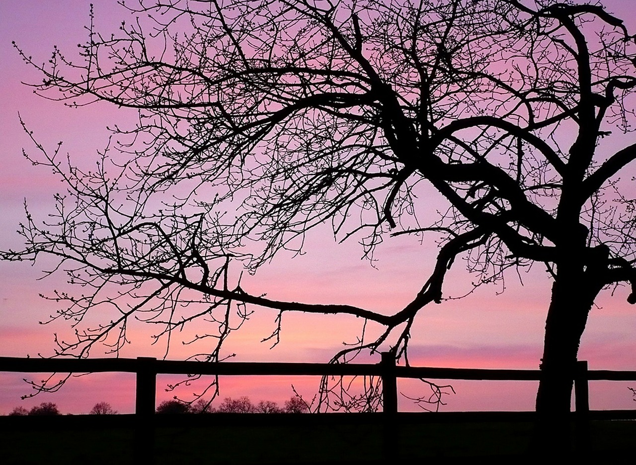 trees branches sunset free photo