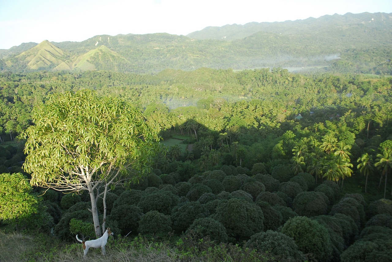 trees tropical agriculture free photo