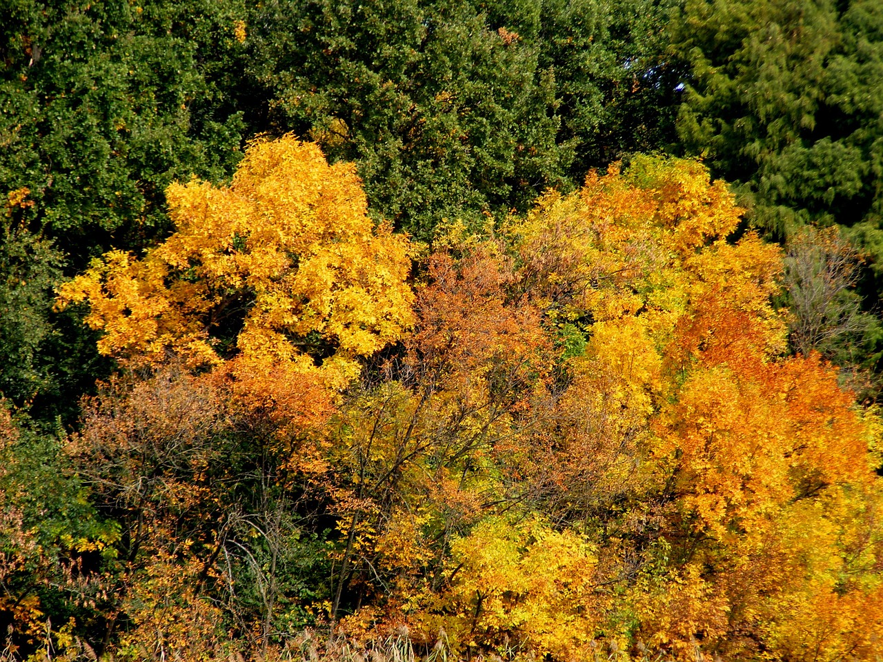 trees autumn landscape free photo