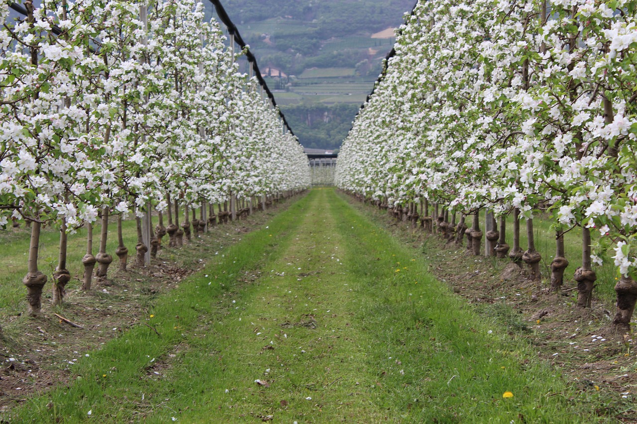 trees fruit apple free photo