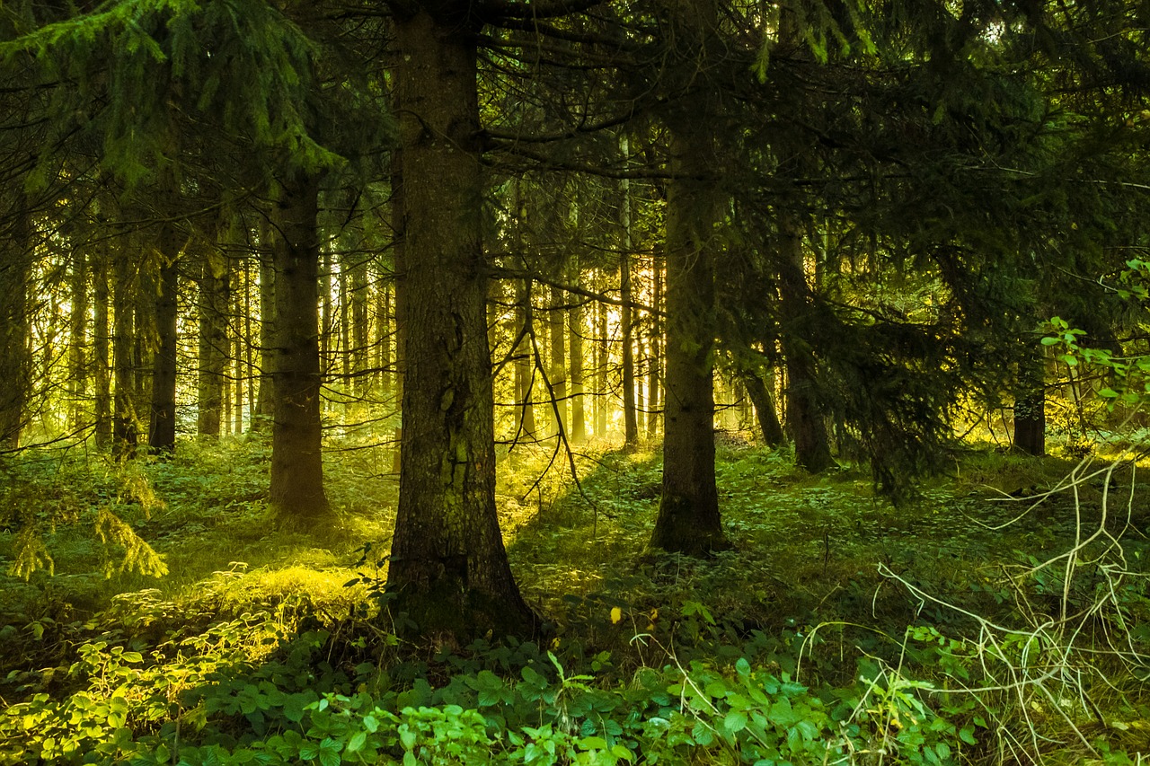 trees forest lighting free photo