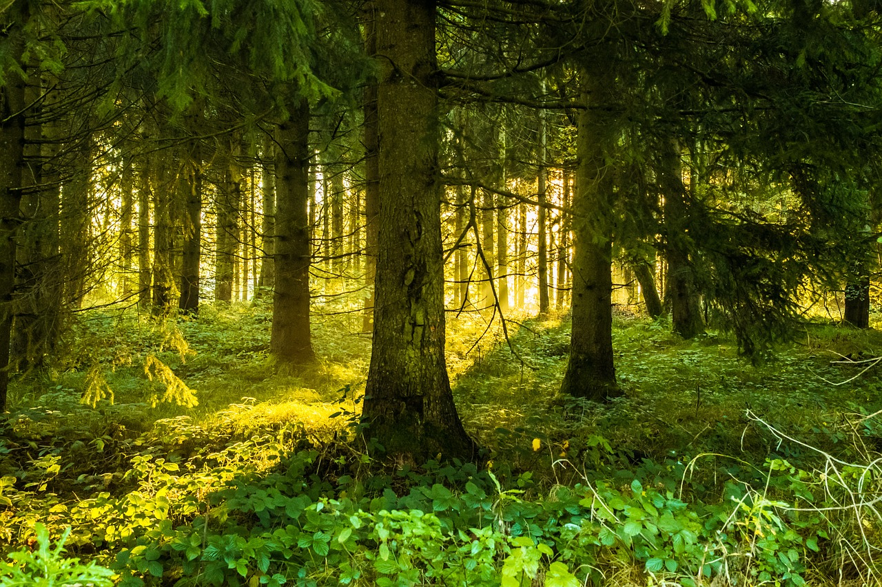 trees forest lighting free photo