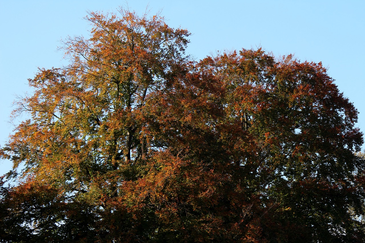 trees autumn mood autumn light free photo