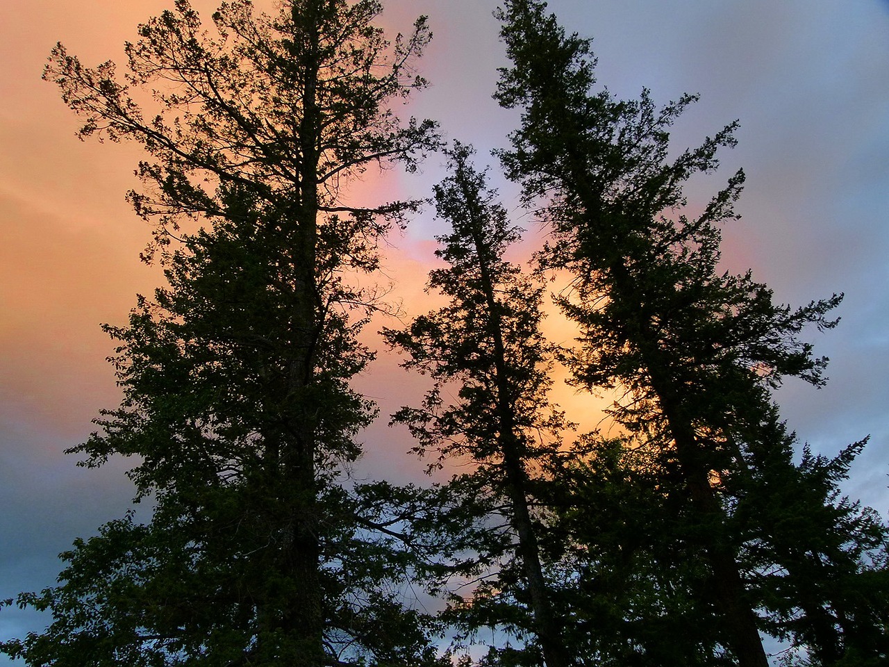 trees sky nature free photo