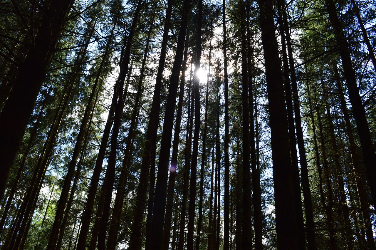 trees sunlight atmospheric free photo