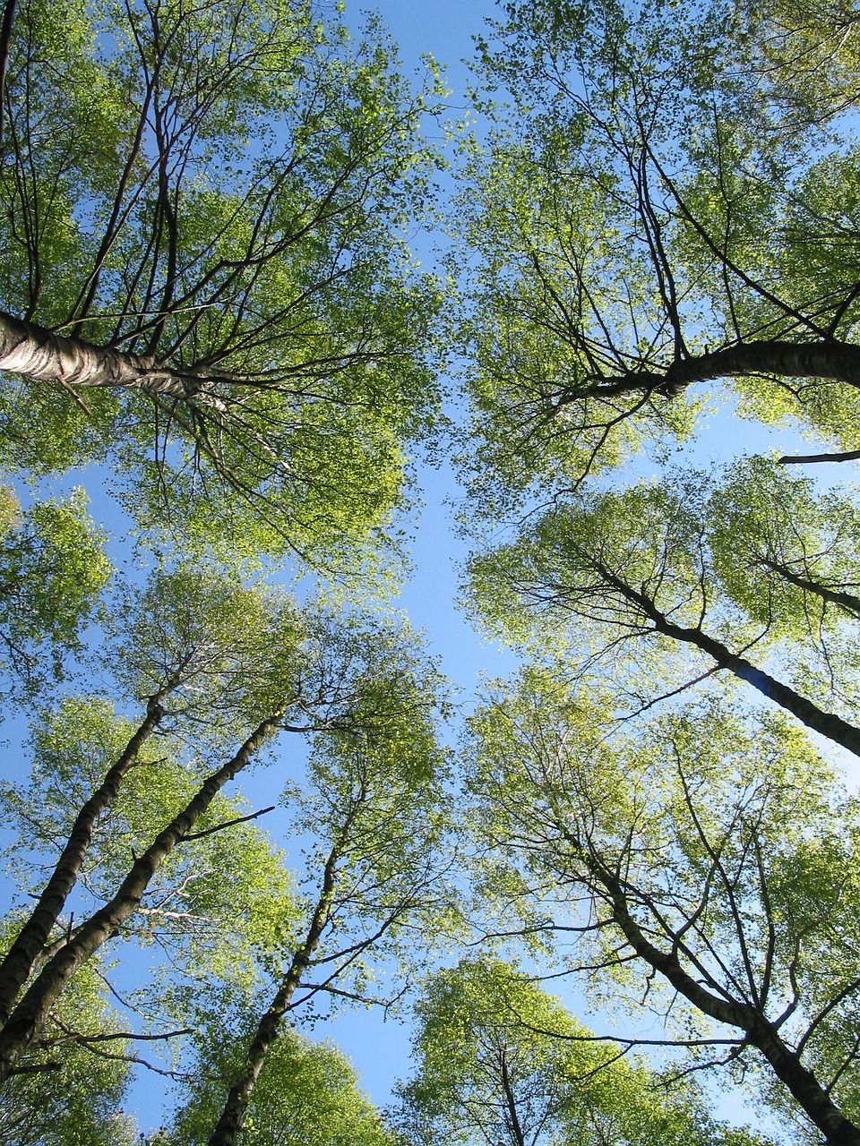 trees forest sky free photo