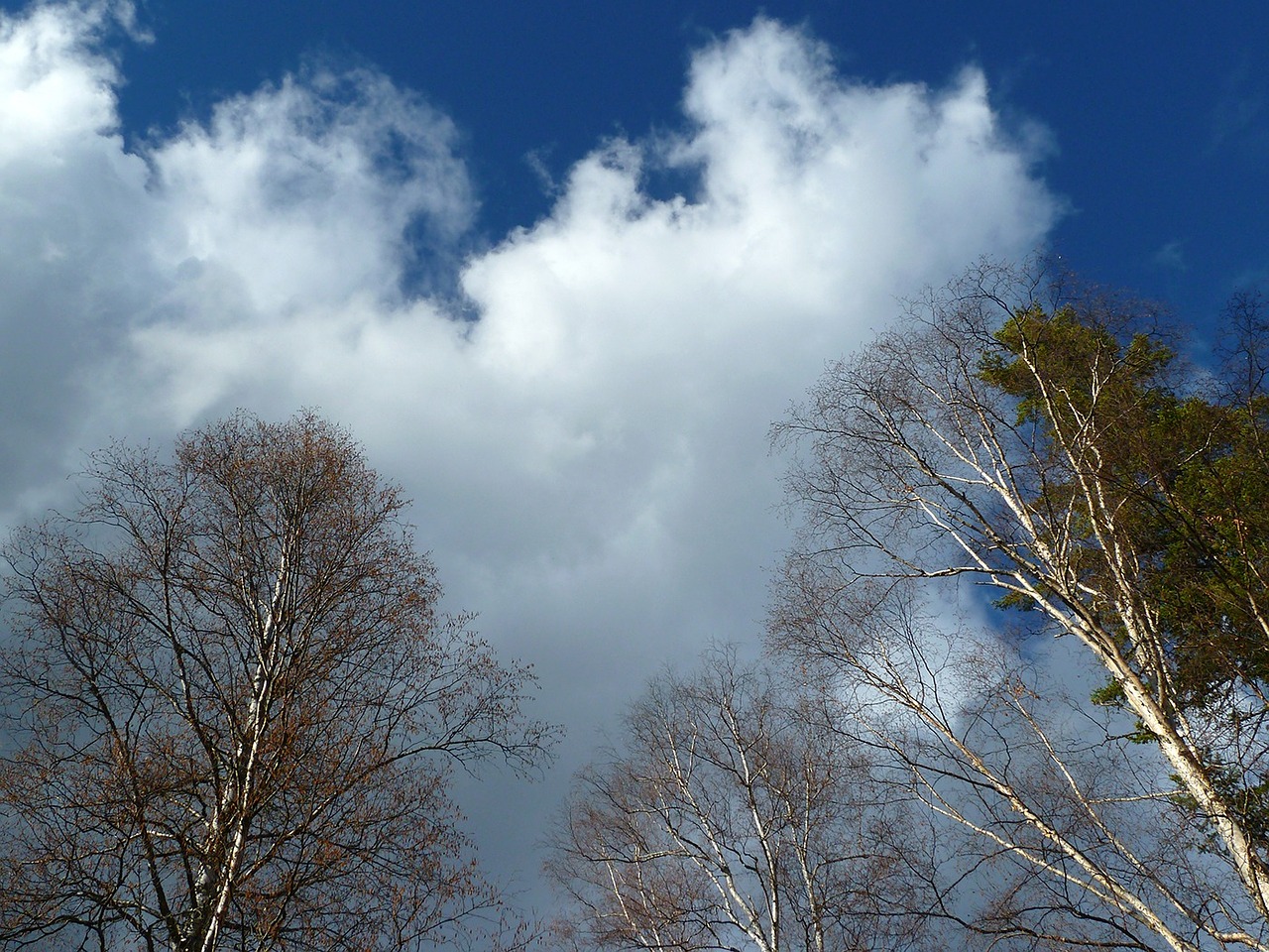 trees blue sky free photo