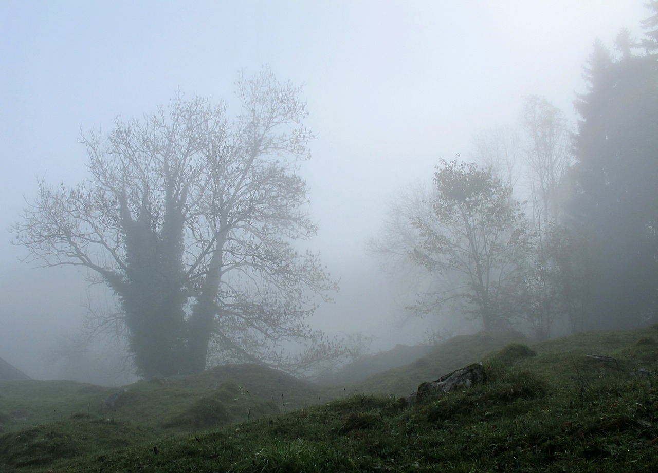 trees mystical fog free photo