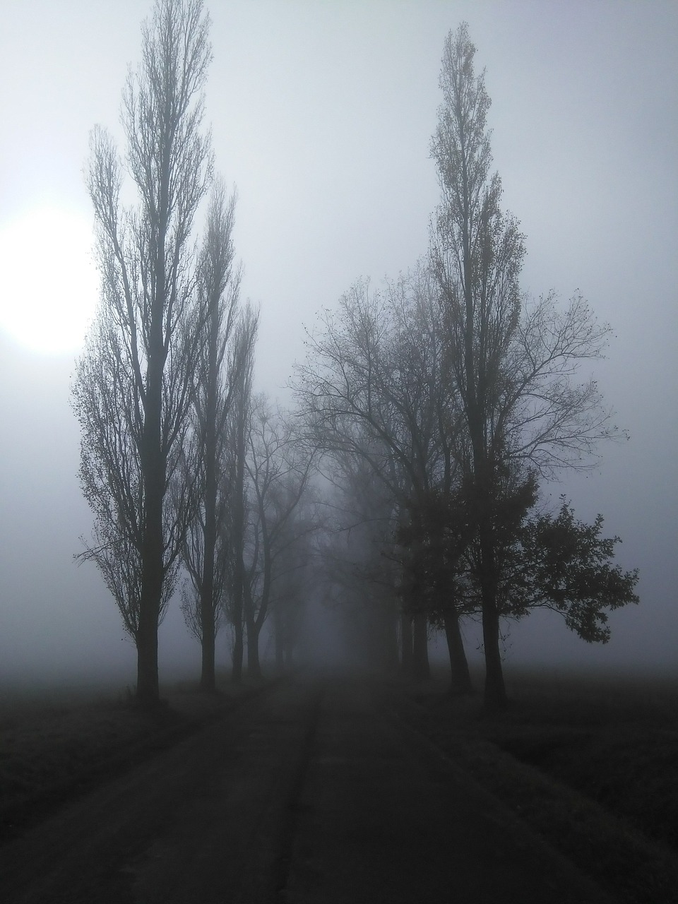 trees path nature free photo