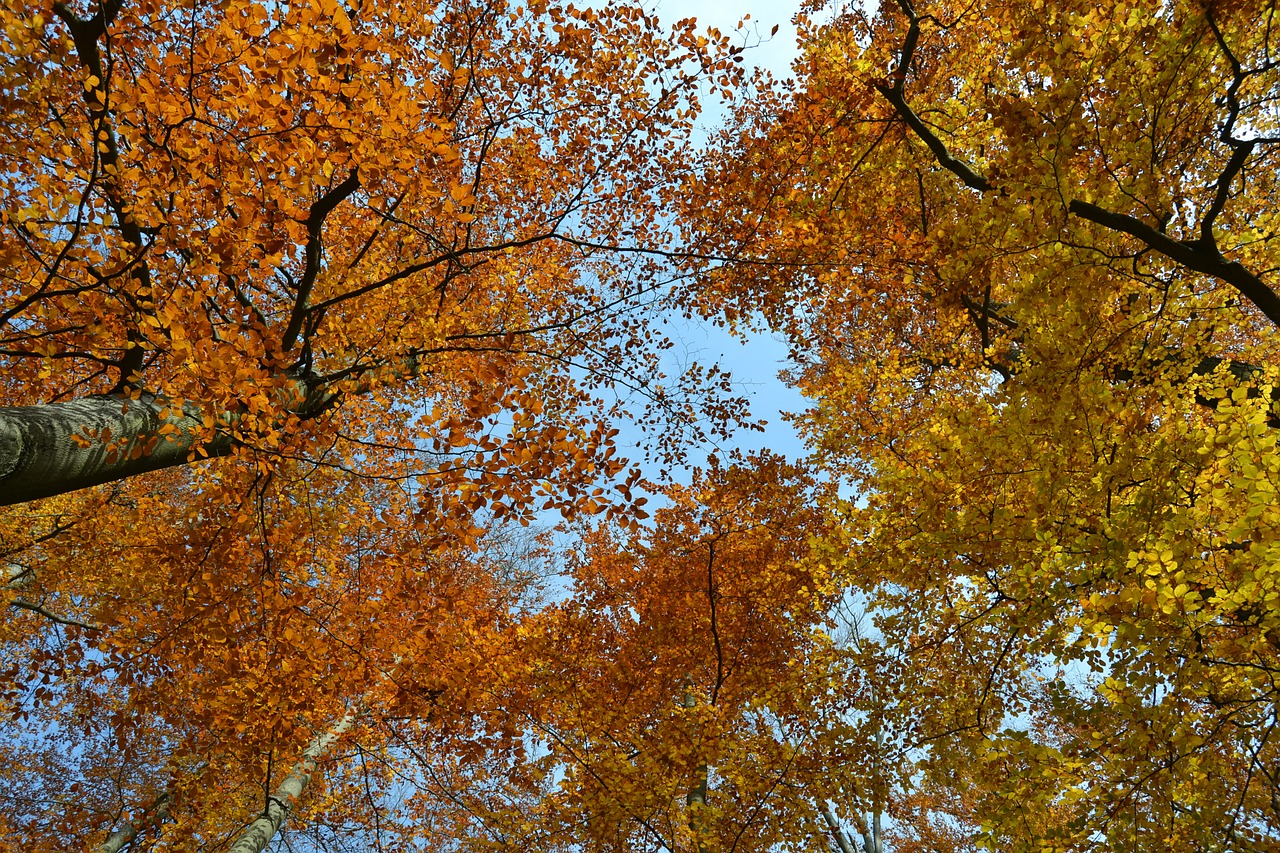 Листья на деревьях в октябре