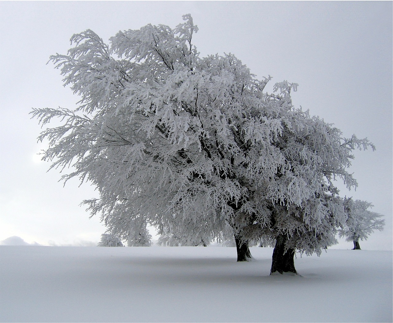 trees snow covered landscape free photo