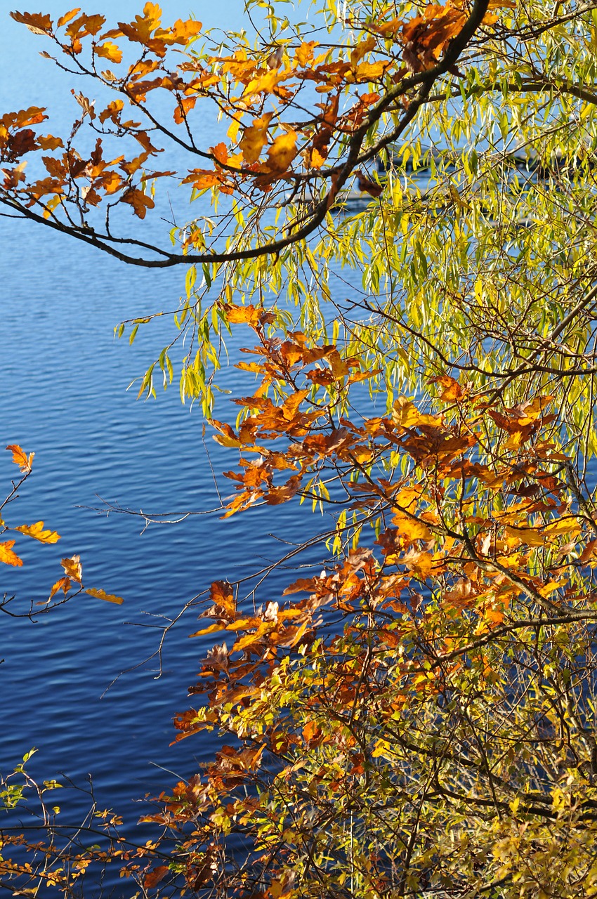 trees leaf autumn free photo