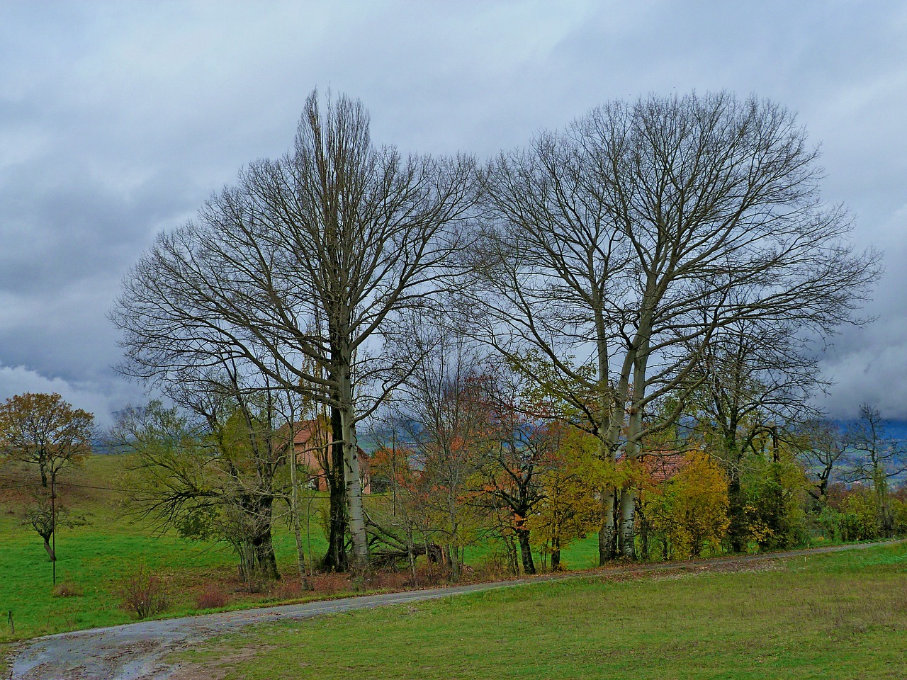 trees landscapes nature free photo