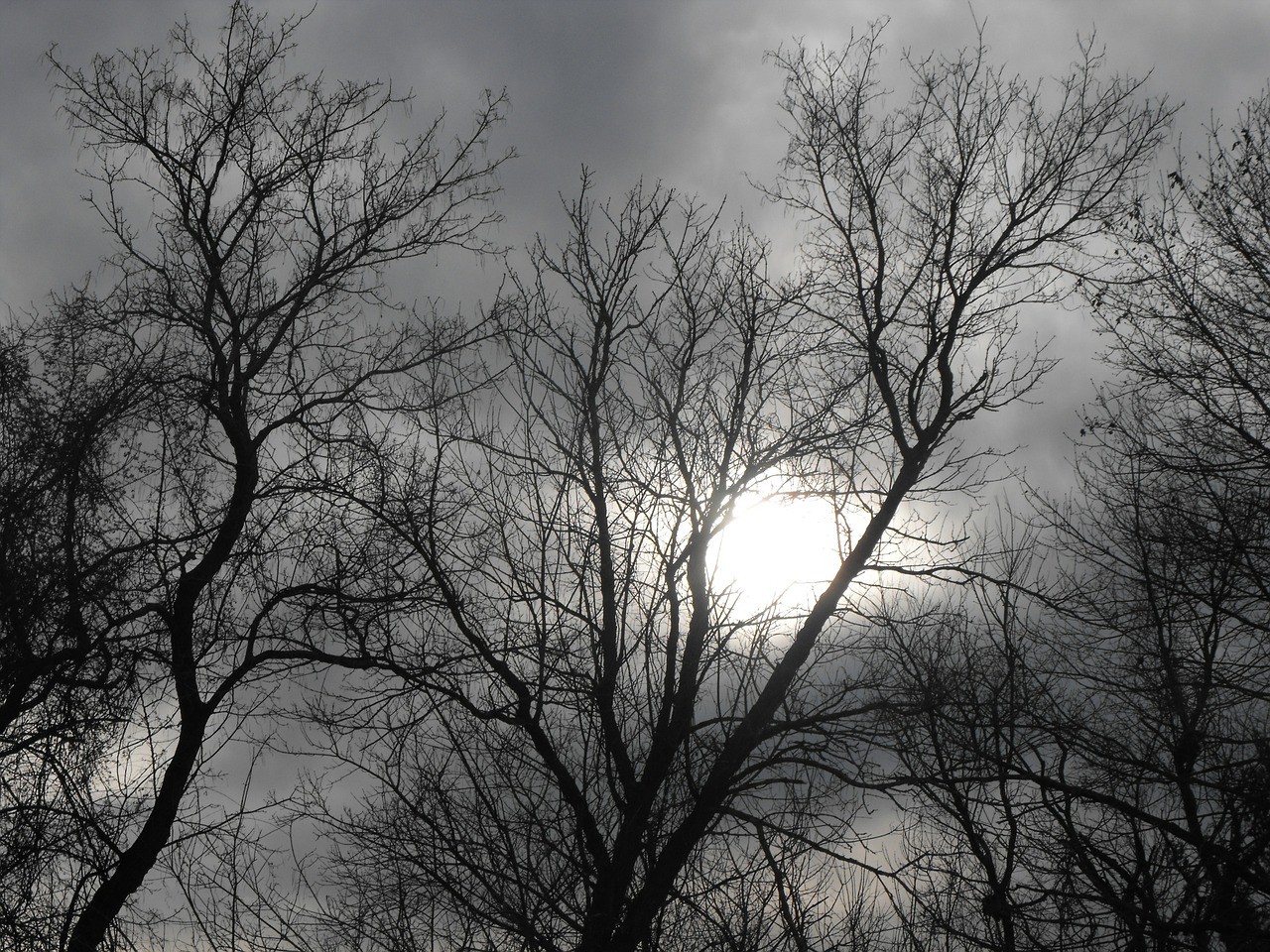 trees spooky bare trees free photo