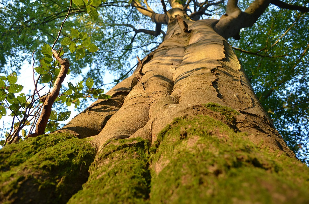 trees forest trunk free photo