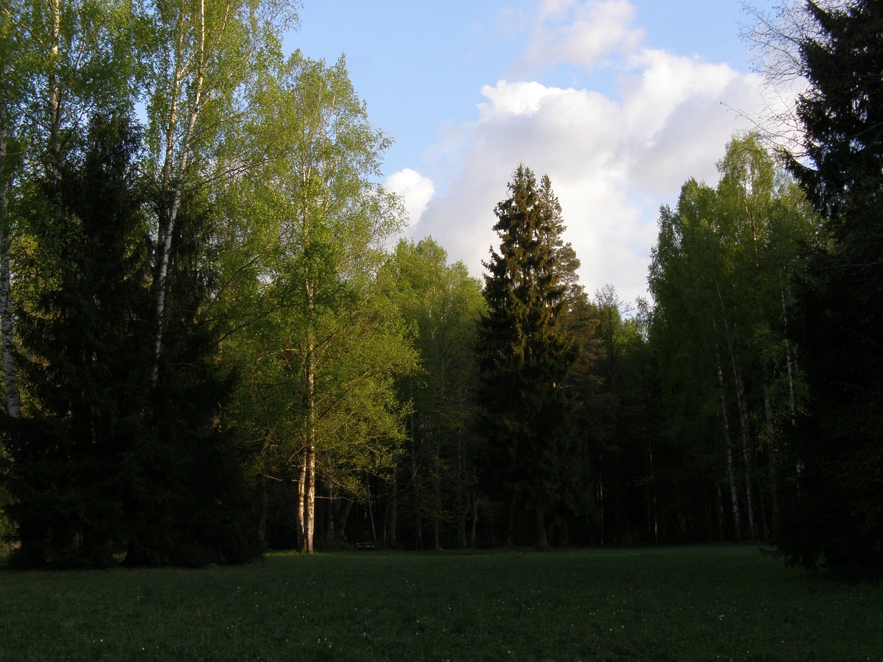 trees park sky free photo