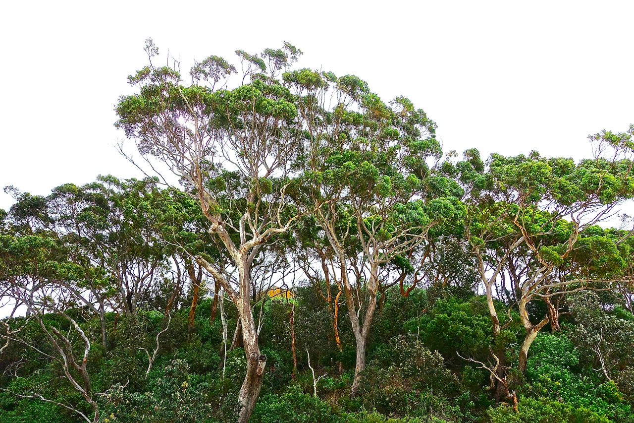 trees gumtree eucalyptus free photo