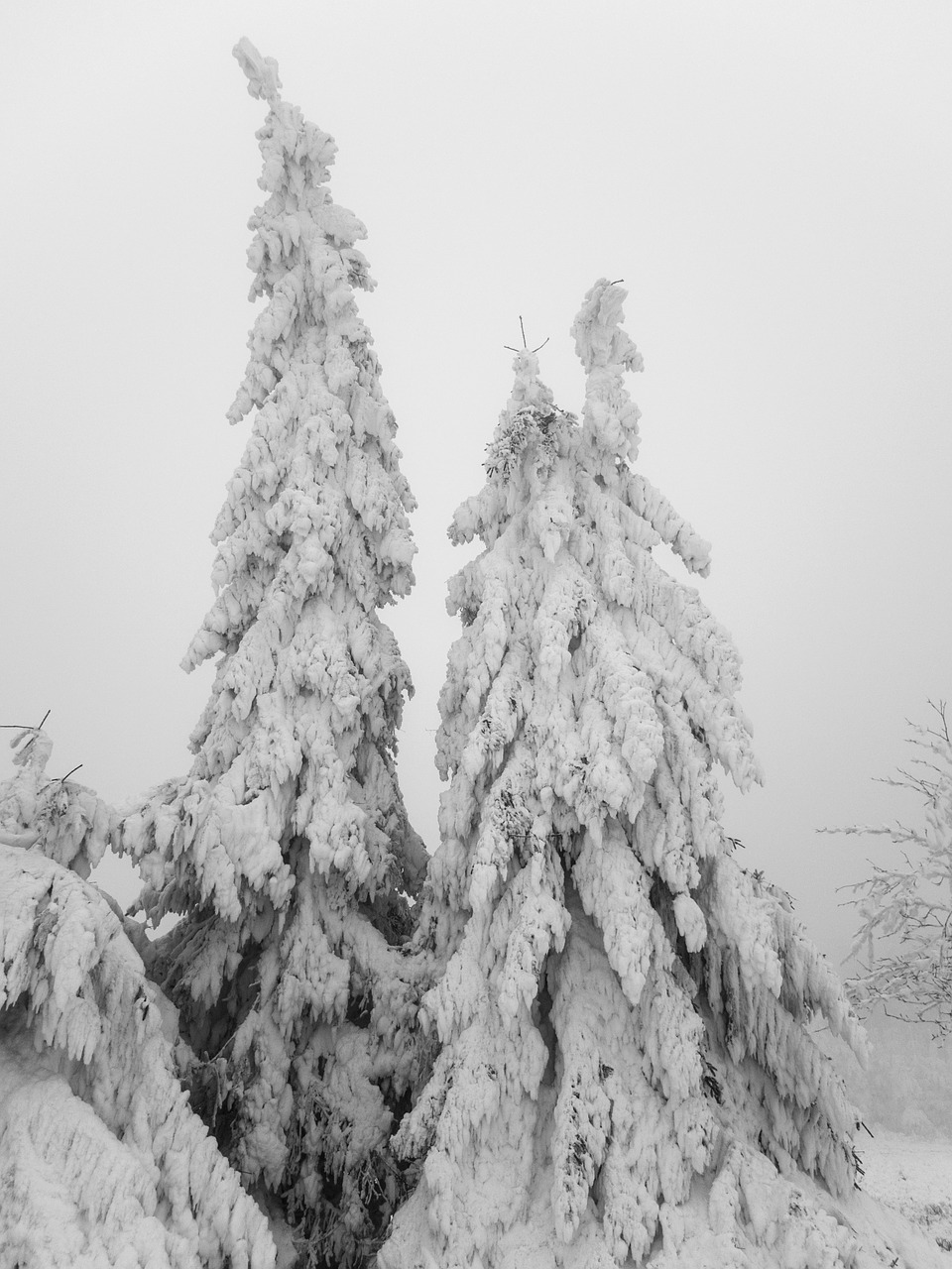 trees ice frost free photo