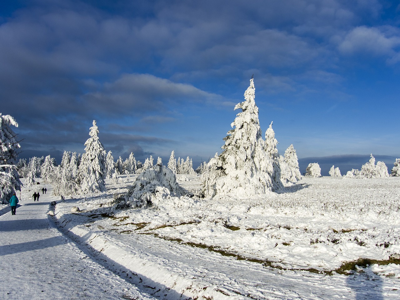 trees ice frost free photo