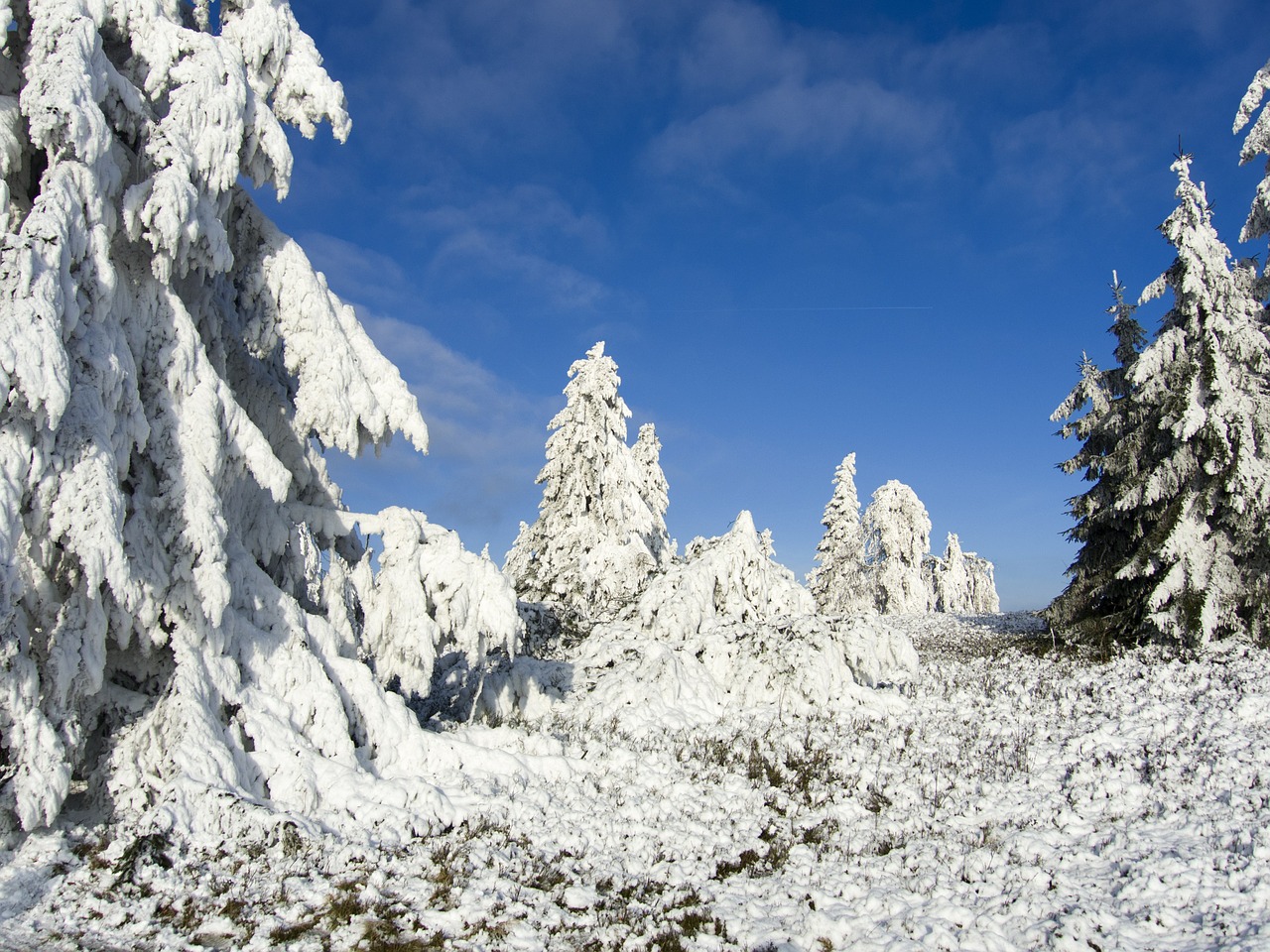 trees ice frost free photo