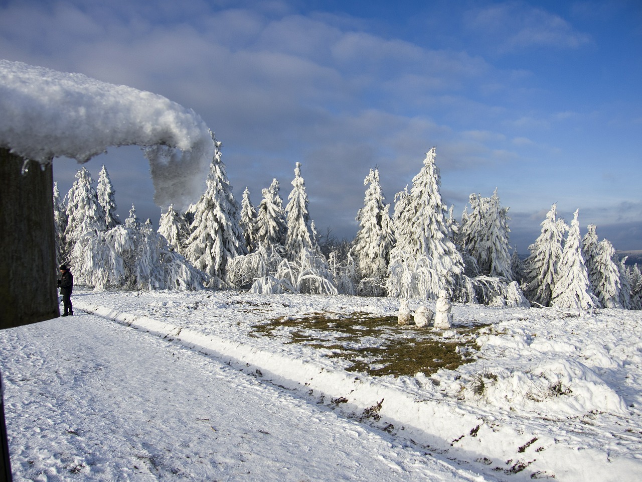 trees ice frost free photo