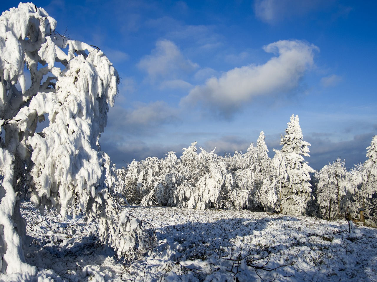 trees ice frost free photo