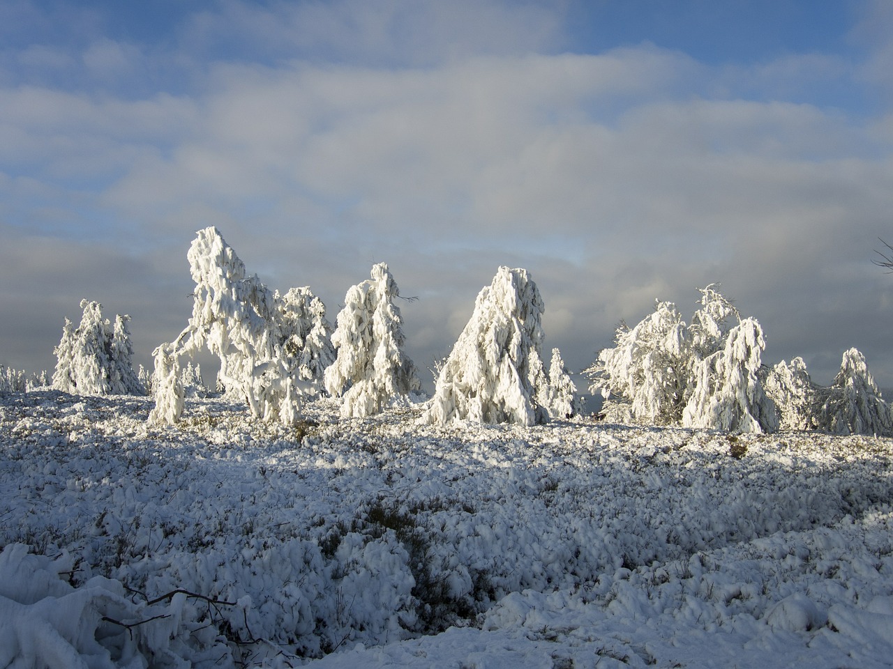 trees ice frost free photo