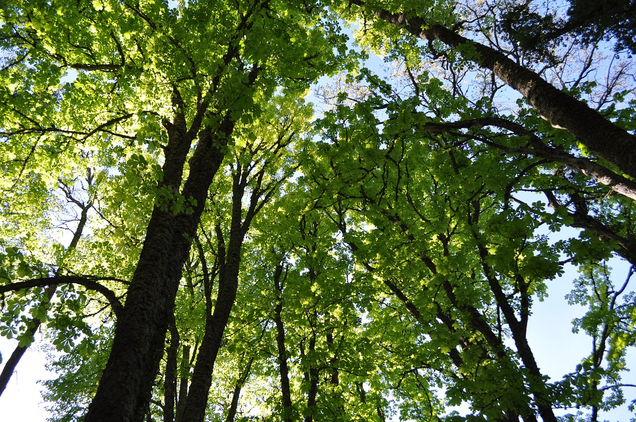 trees sky branches free photo