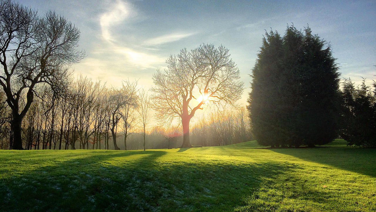 trees landscape sunshine free photo