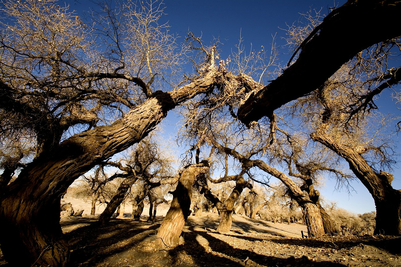 trees winter ejina free photo