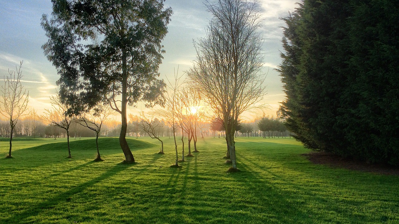 trees landscape sunshine free photo