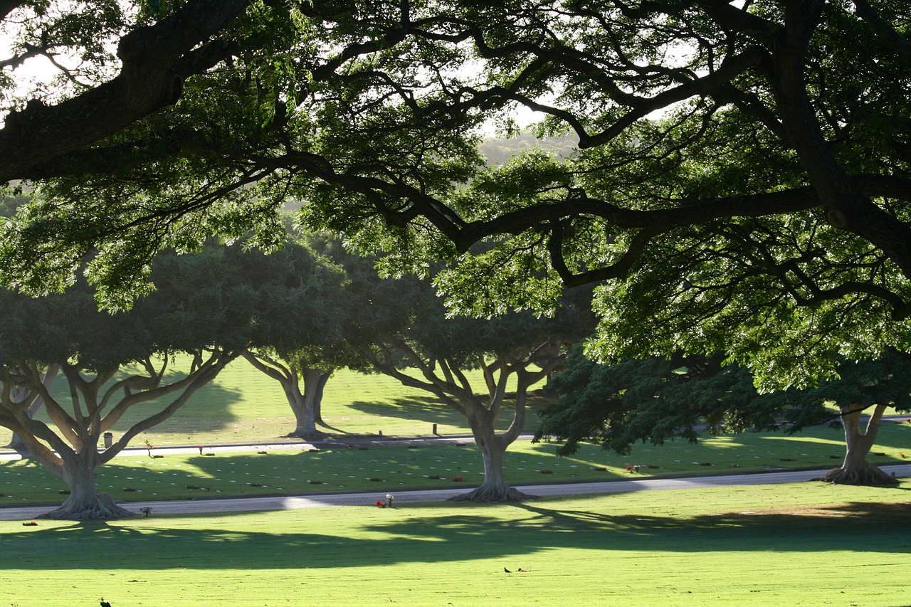 trees scene landscape free photo